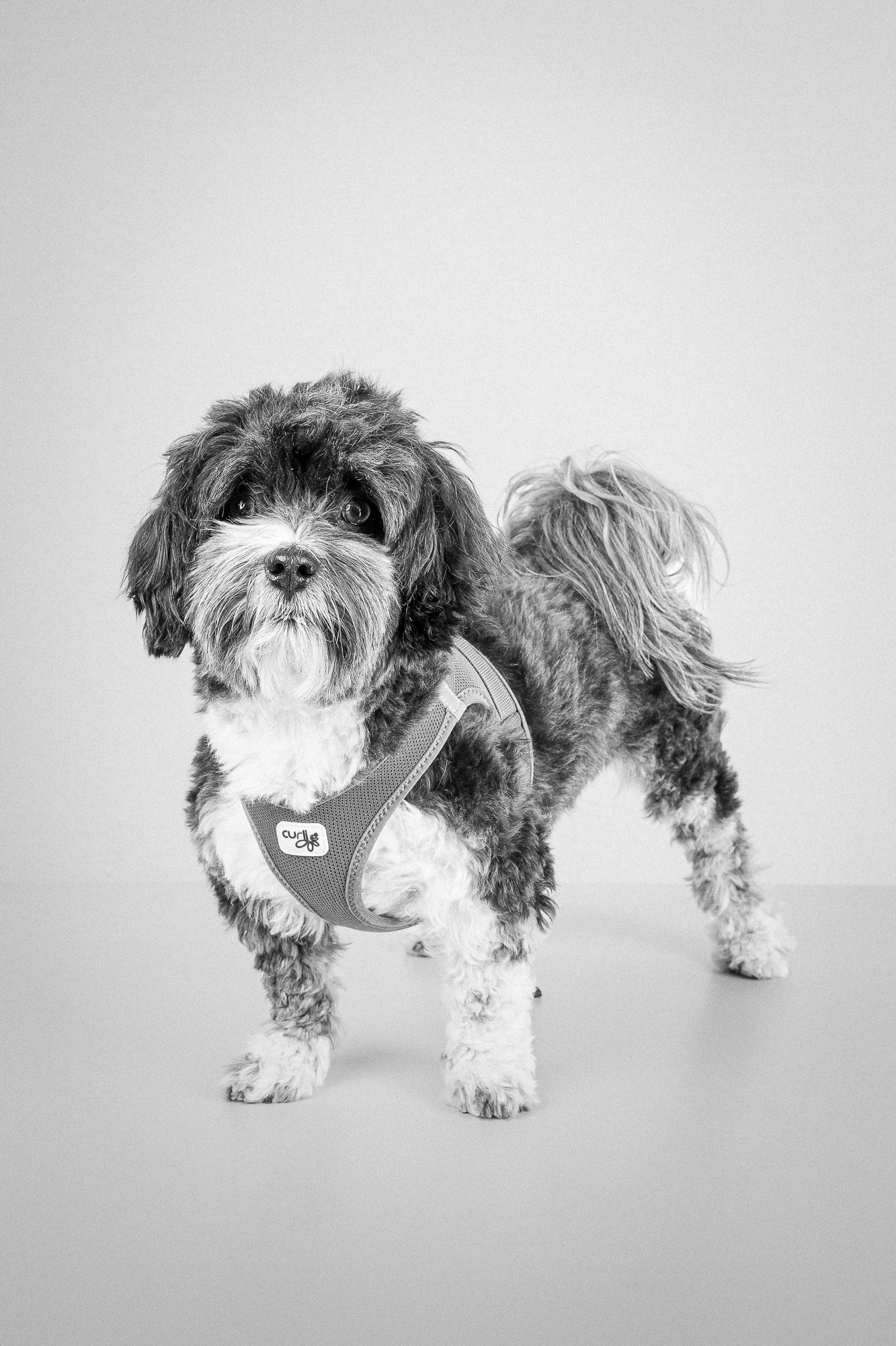 Zottel portrait sw